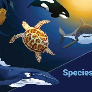 Species at Risk Education main cover 