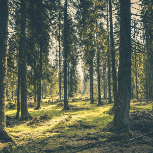 A forest with trees extending beyond the top of the image; the ground is grassy green