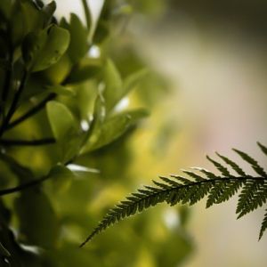 Close-up photograph of a fern and blurred leaves in the background