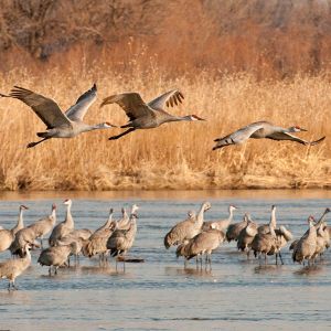 Four Sandhill Cranes fly above a crane flock that stands in water. Behind, autumnally-brown shore plants and trees.