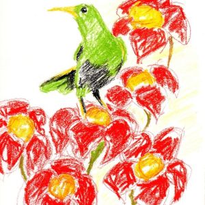 Crayon illustration of a green bird with a medium bill near red flowers