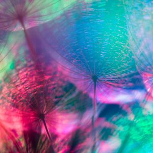 Vivid, colorful close up of dandelions