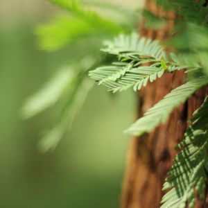 new growth on sequoia