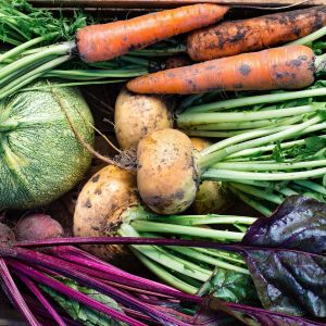 Freshly harvested squash, beets, carrots, and turnips.