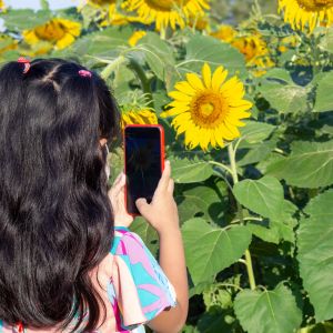 Little girl takes a photo of a sunflower using her phone