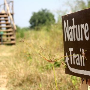"Nature trail" wooden sign near a dry, grassy area