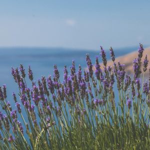 Purple flowers blooming with a view of the ocean in the background