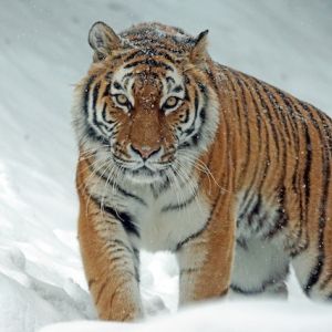 A tiger surrounded in snow stares at the viewer