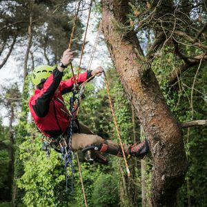 A person climbing a tree in a forested area, suspended with a harness rope and wearing a helmet