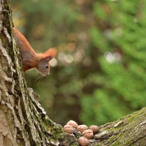 A squirrel on a tree looks at a cache of nuts