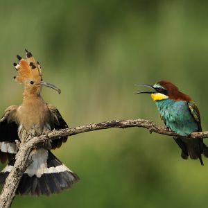 Two birds sitting on a branch