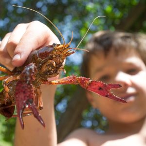 Close-up of child holding a crayfish in a wooded area