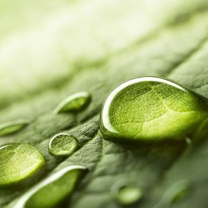 water droplets on leaf