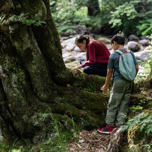 Two students studying trees in a lush, green forest