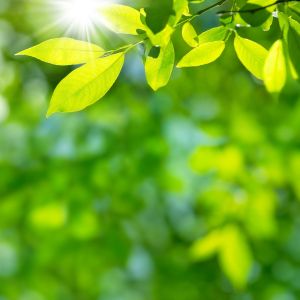 sun shining on green leaves
