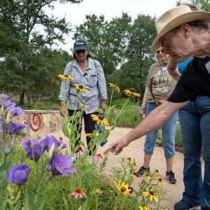 Volunteers looking at a flower patch