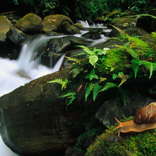 Long exposure shot of stream. Ferns and moss alongside, with a snail.