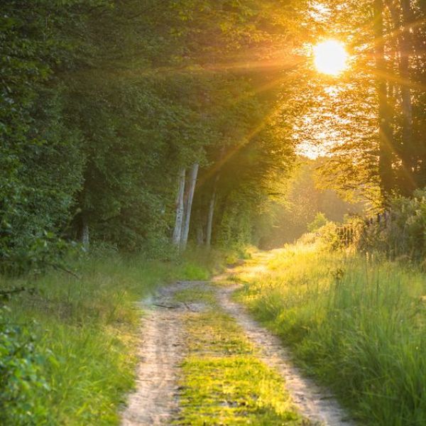 Automobile path into trees with sunset 