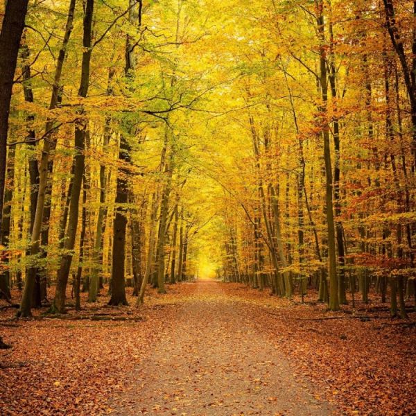 a road stretches through a yellow forest 