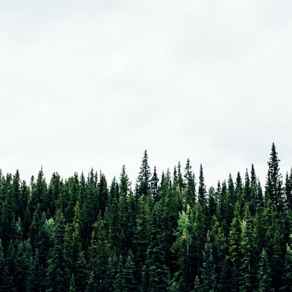 Landscape photo of a forest of evergreen trees on an overcast day