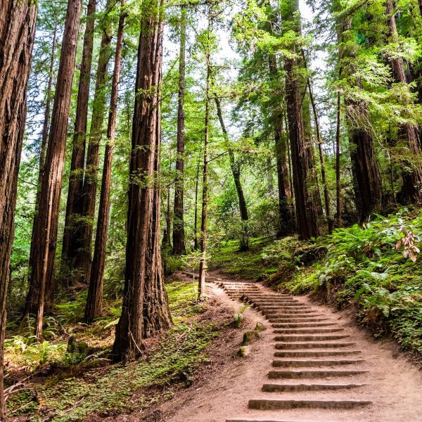 path through forest
