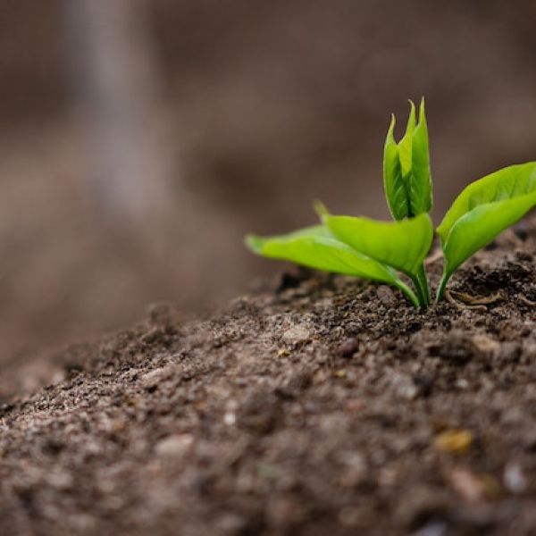 Small green sprout growing in soil.