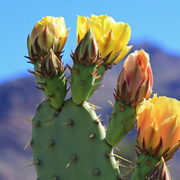 Close-up photo of a cactus with blooming yellow flowers