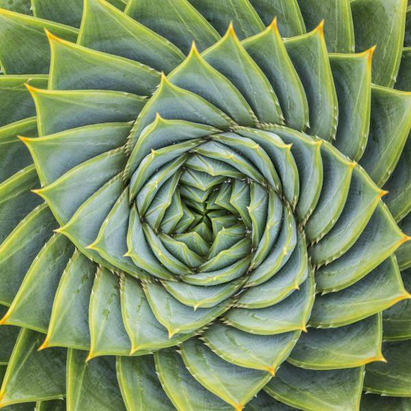 Close-up of aloe plant