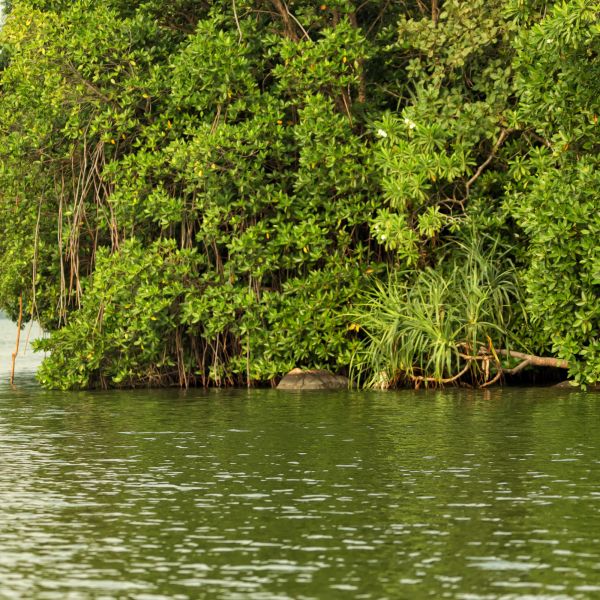 Beautiful mangrove lush thicket in Sri Lanka