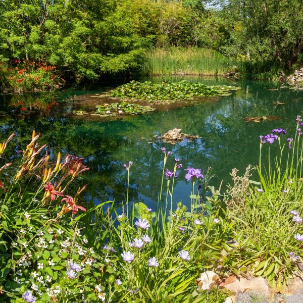 Panorama on a wetland in a botanical garden