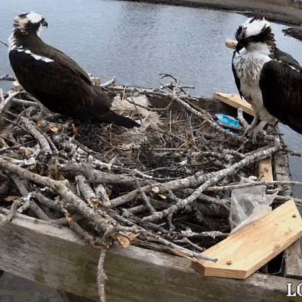 A screenshot of the Lloyd Center for the Environment Osprey nest camera