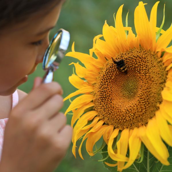 Child holding a magnifying lens to look at a bee on a sunflower