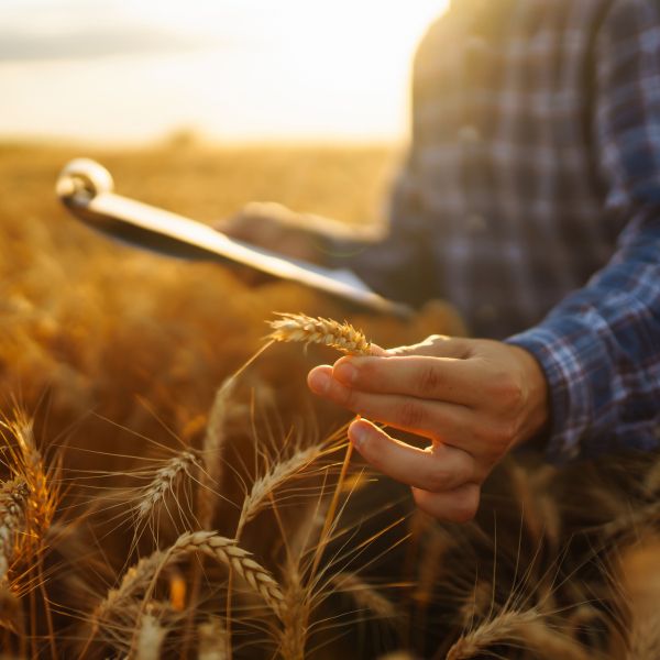 A person stands in a sun-lit wheat field examining wheat stalk.