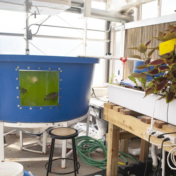 Aquaponics tub with fish and a leafy plant in another tub