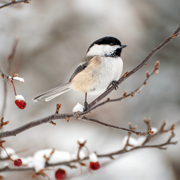 A chickadee rests on a snowy berry-heavy branch with the words "NAAEE Affiliate Network" below