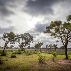 An image of Shea trees.