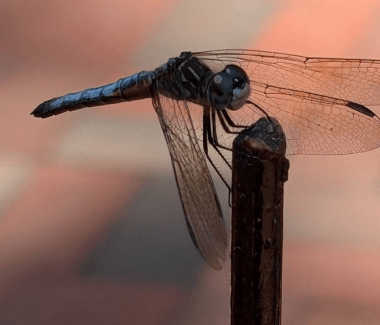 Download Blue pirate, blue dasher. Photo by Betty Olivolo