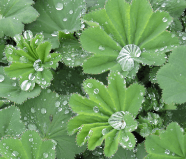 Download Fairy Tears, Coastal Maine Botanical Gardens. Photo by Betty Olivolo