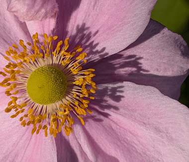 Download Grape leaf anemone. Photo by Betty Olivolo