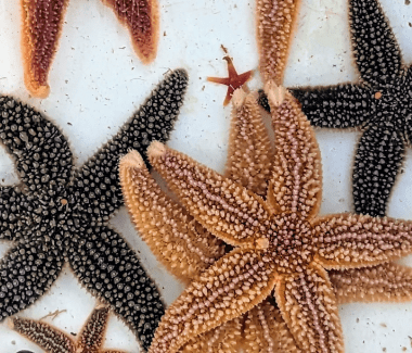 Download Maine Sea Stars. Photo by Betty Olivolo